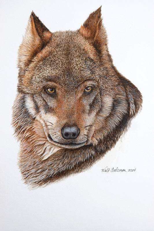 Mexican Gray Wolf - Art Print