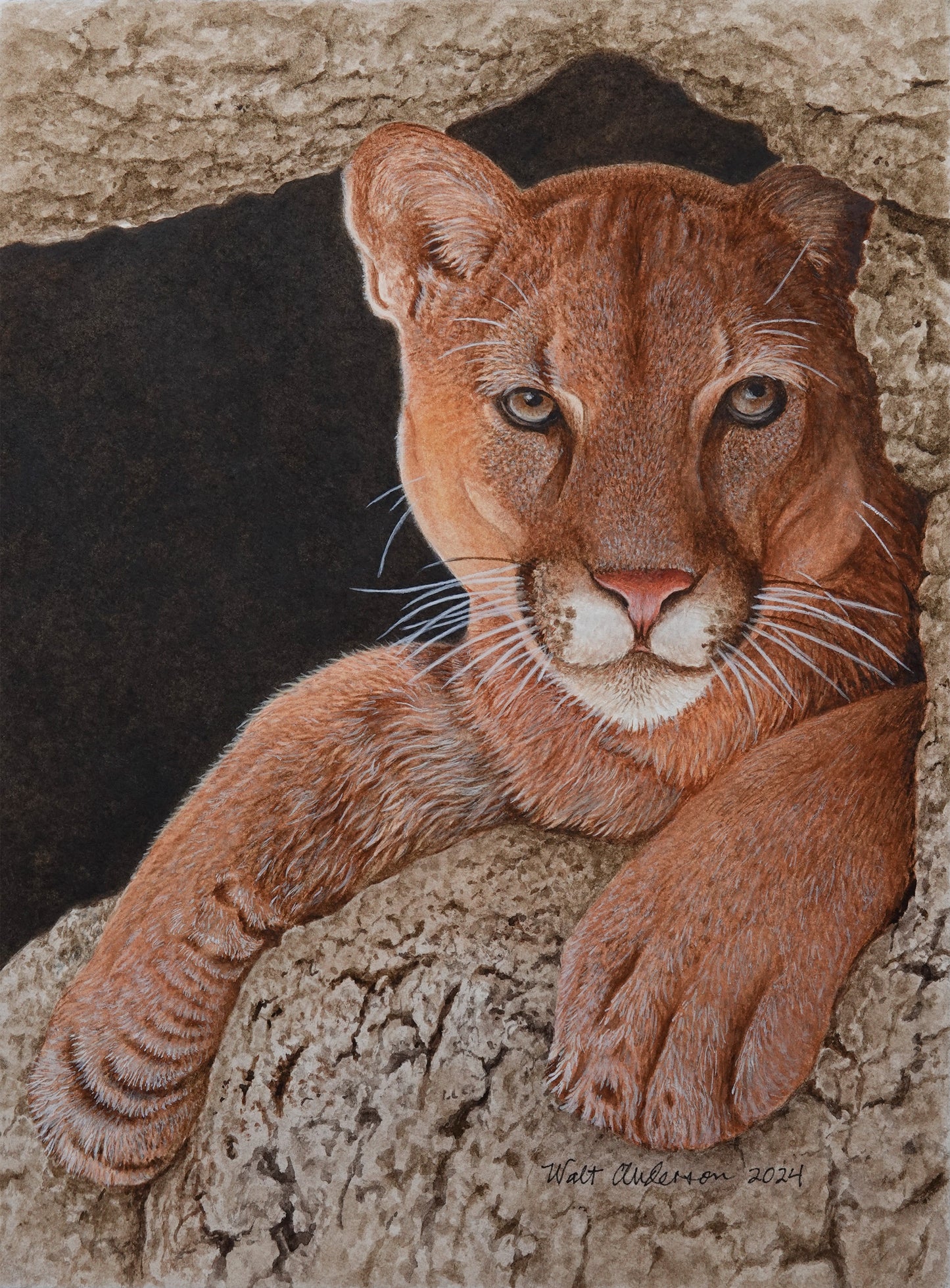 Mountain Lion - Art Print