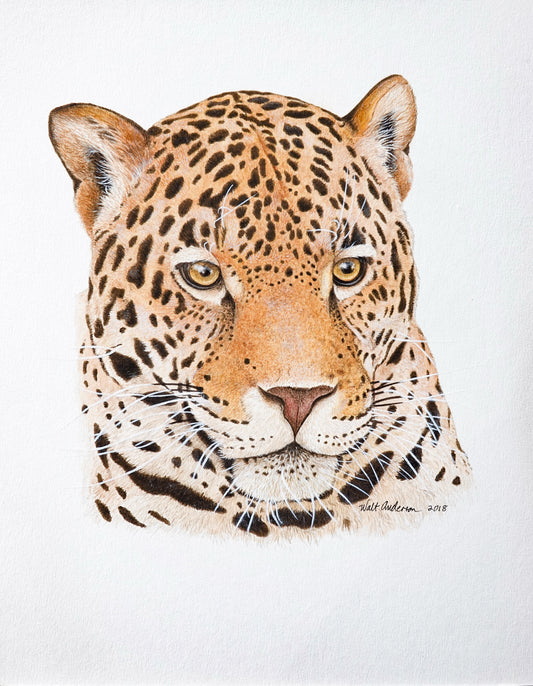 Jaguar - Art Print