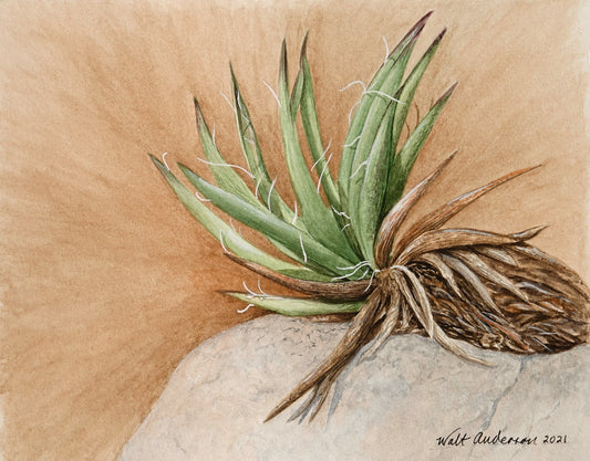 Yucca - Art Print