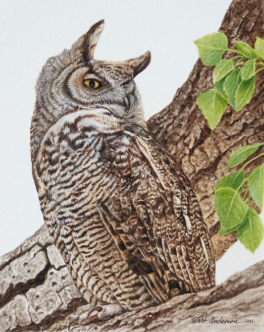 Great Horned Owl - Art Print