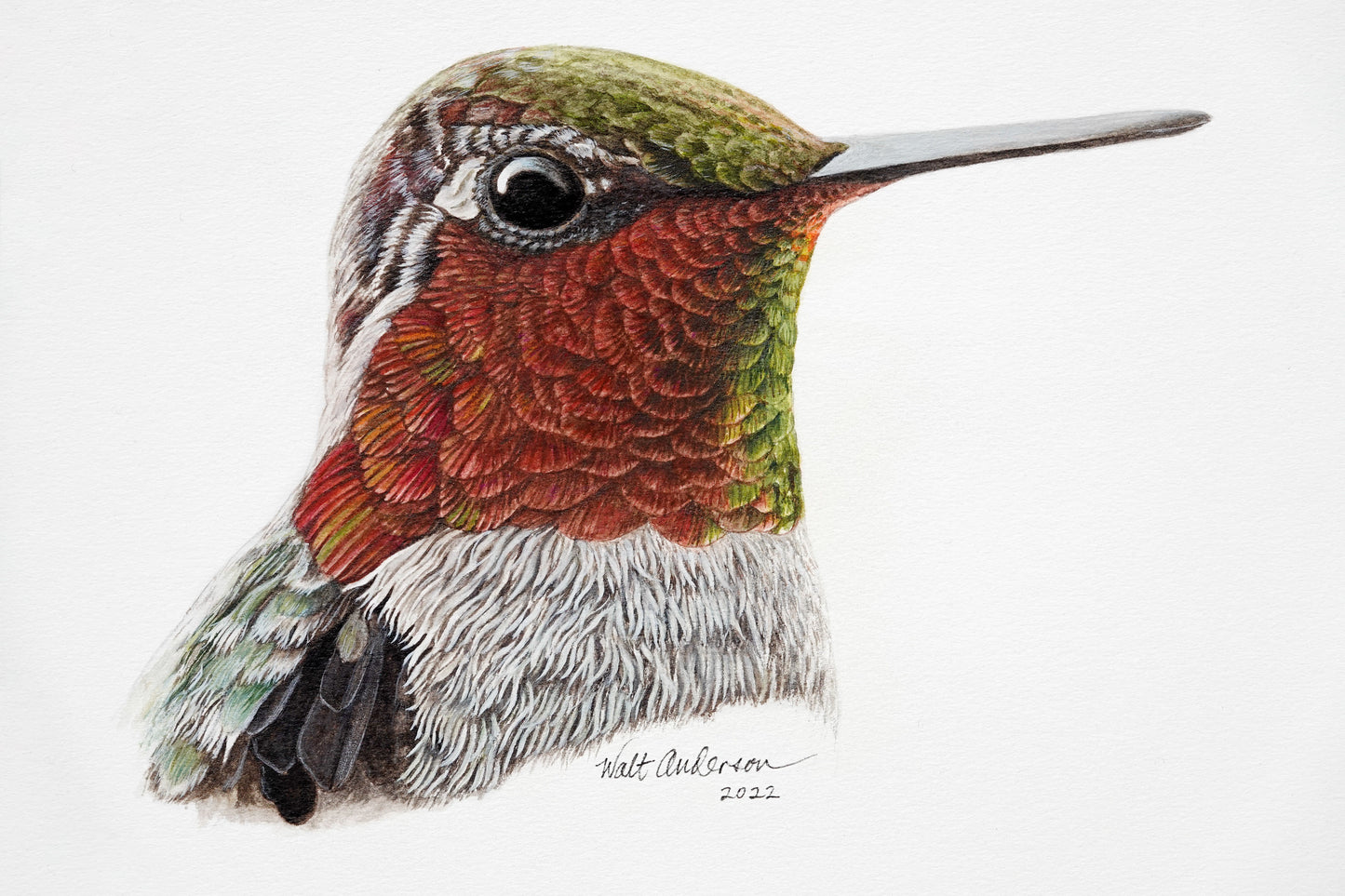 Anna's Hummingbird - Art Print