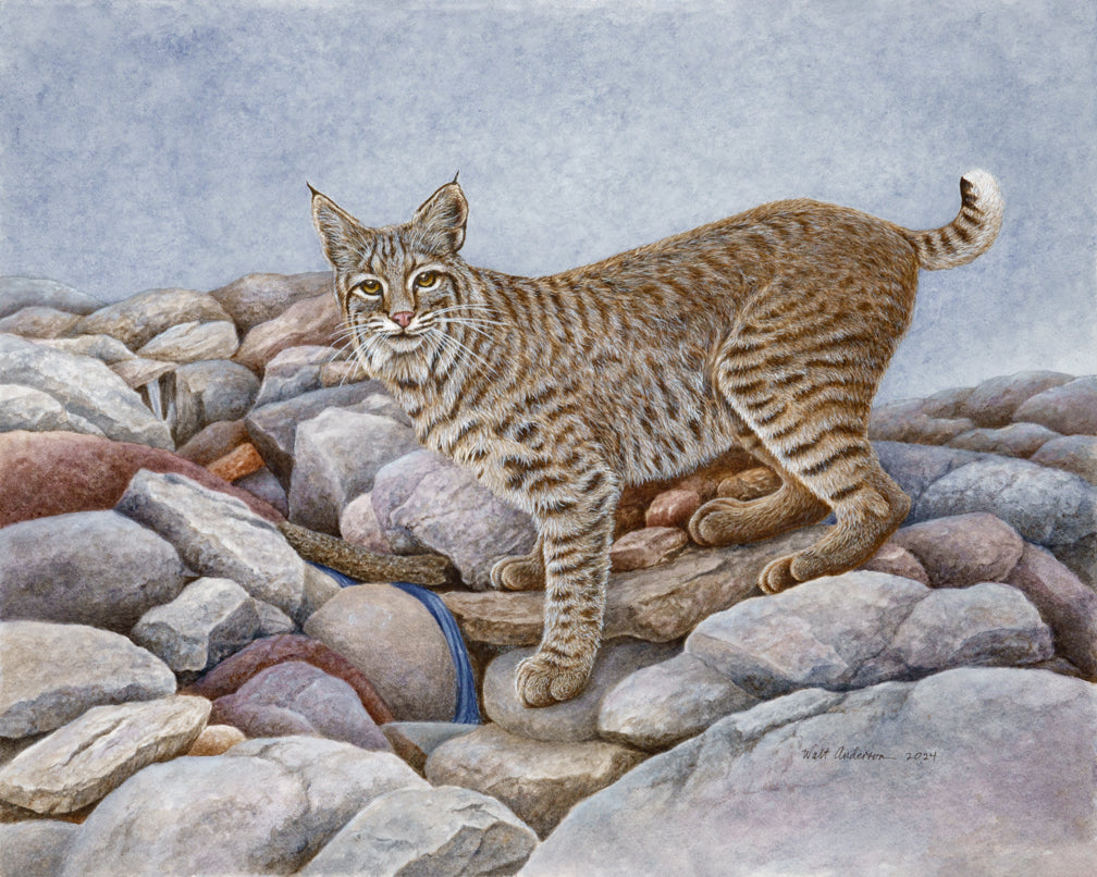 Bobcat - Art Print